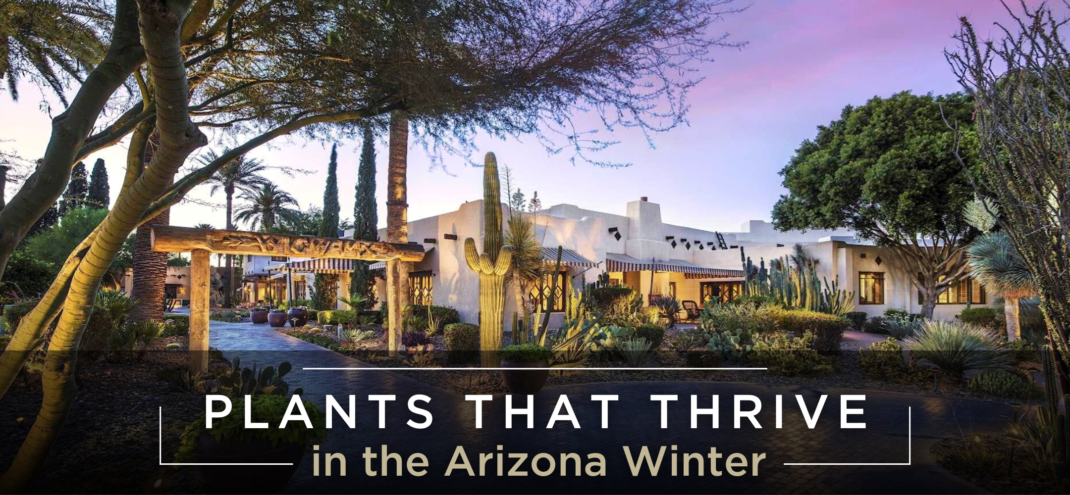 plants-that-thrive-in-the-arizona-winter